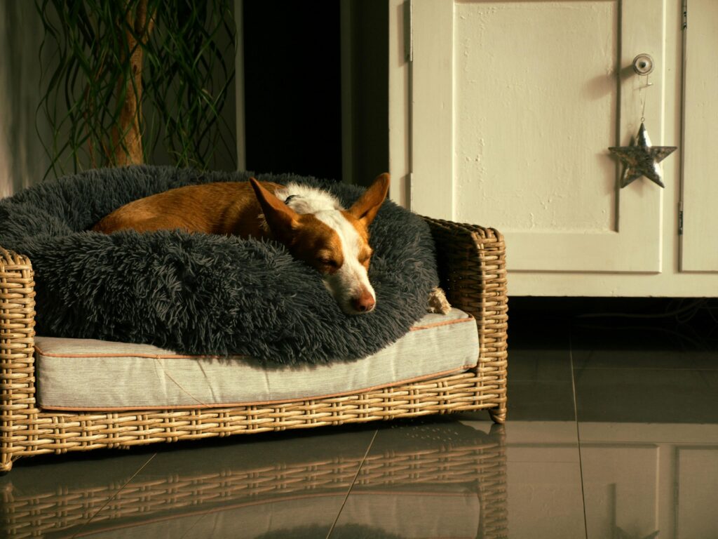 5 tips om honden te vermijden